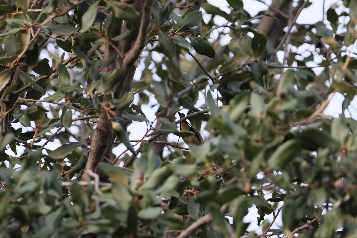 lesňáček skvrnitý - ML644150720