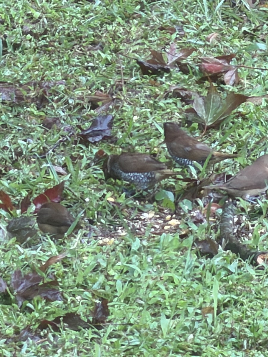 斑文鳥 - ML644150732