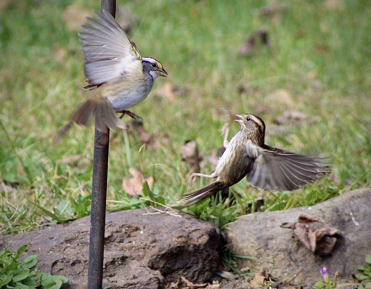 White-throated Sparrow - ML644150740