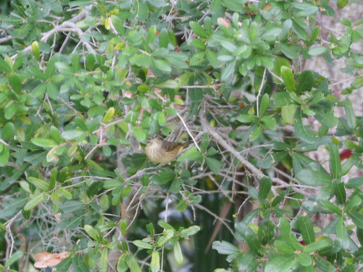 Palm Warbler (Western) - ML644150748