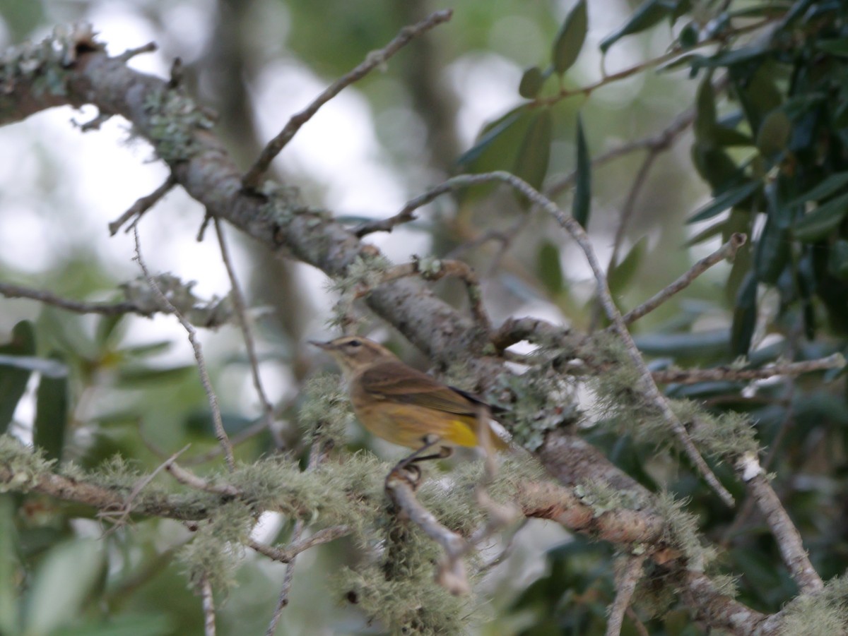 Palm Warbler (Western) - ML644150749
