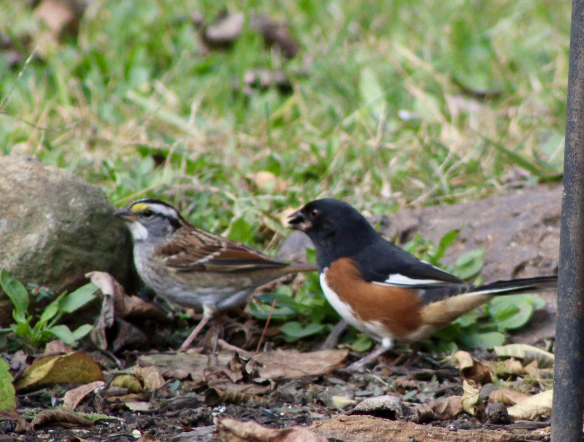 Eastern Towhee - ML644150752