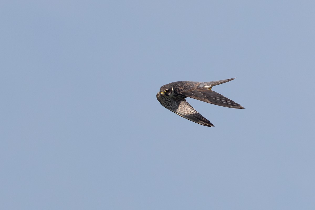 Eurasian Hobby - ML644150753