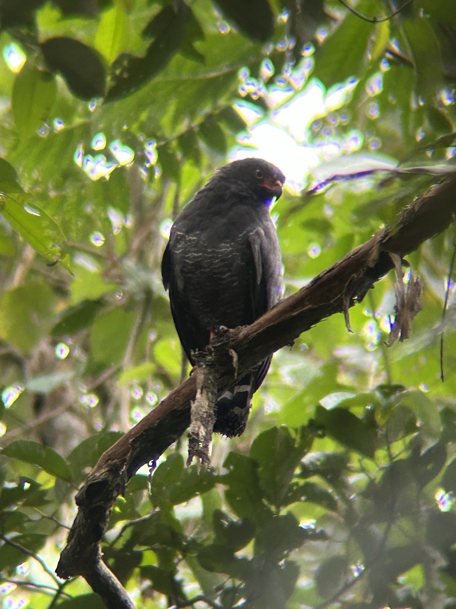 Buse ardoisée - ML644150754