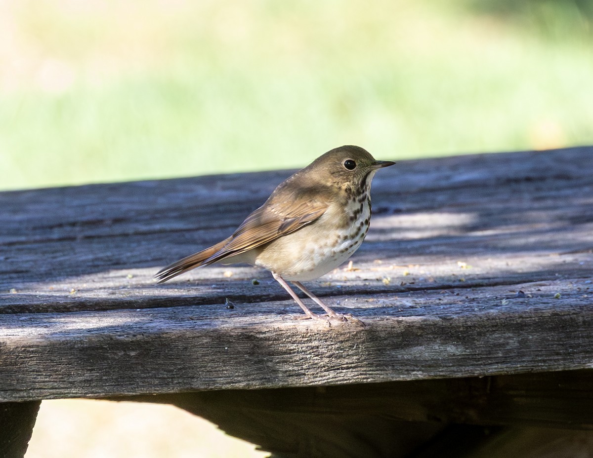 Hermit Thrush - ML644150756