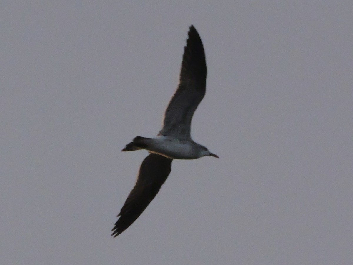 Laughing Gull - ML644150766