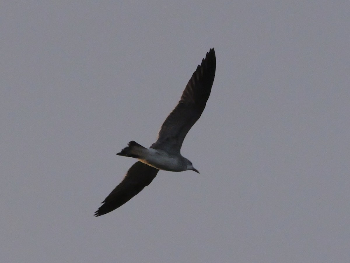 Laughing Gull - ML644150767