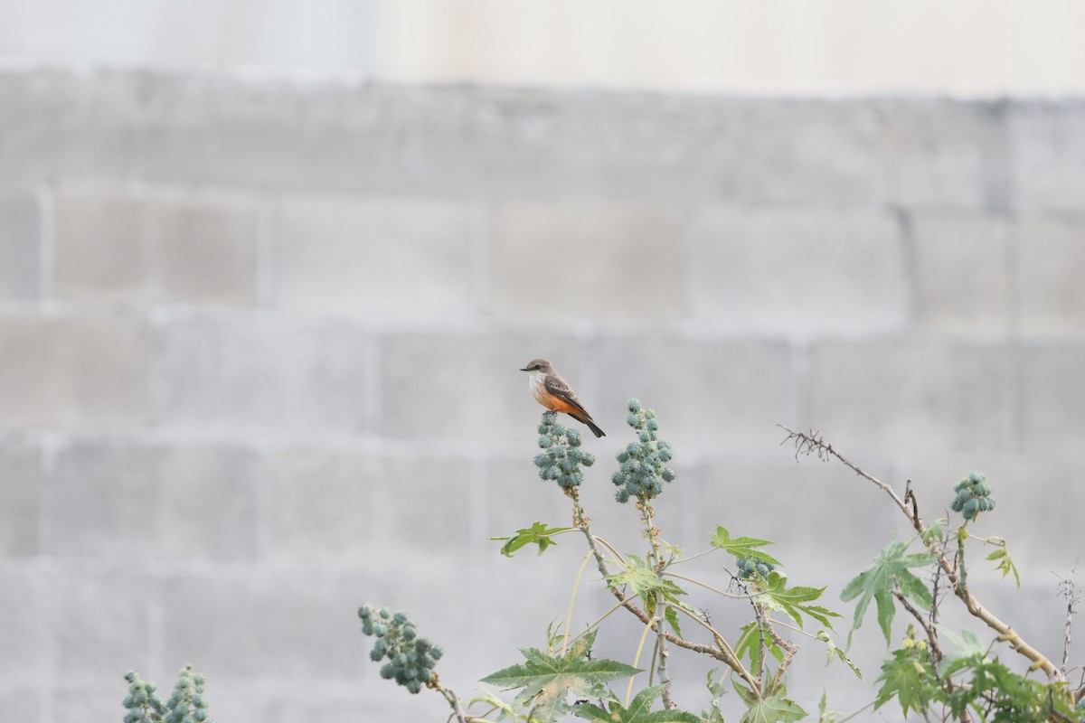 Vermilion Flycatcher - ML644150773