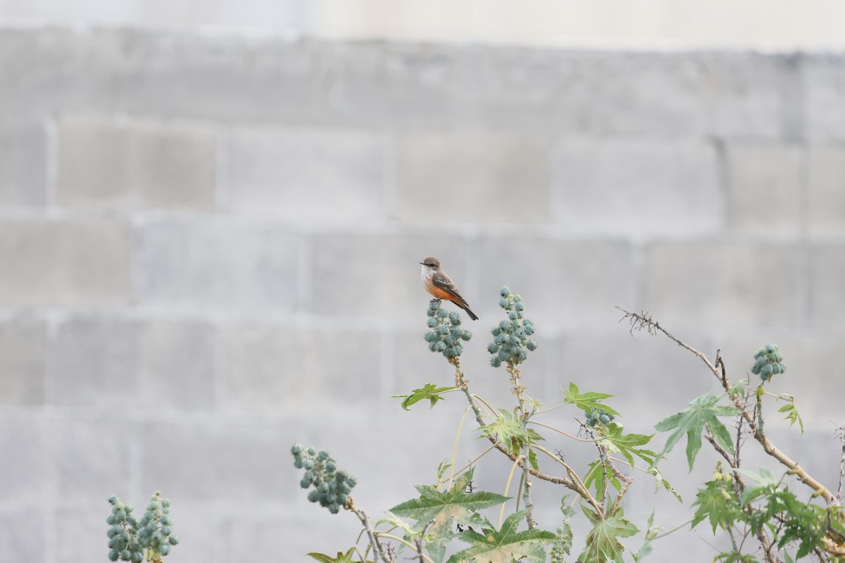 Vermilion Flycatcher - ML644150774
