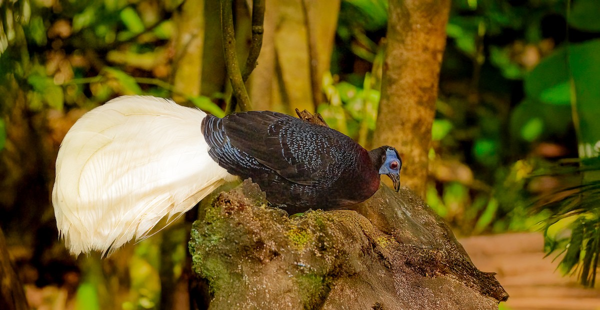 Bulwer's Pheasant - ML644150789