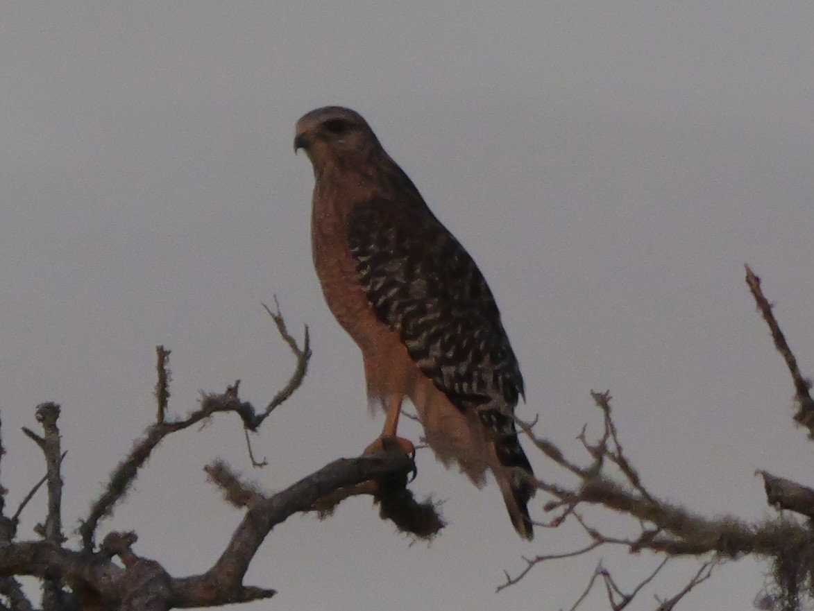 Red-shouldered Hawk - ML644150801