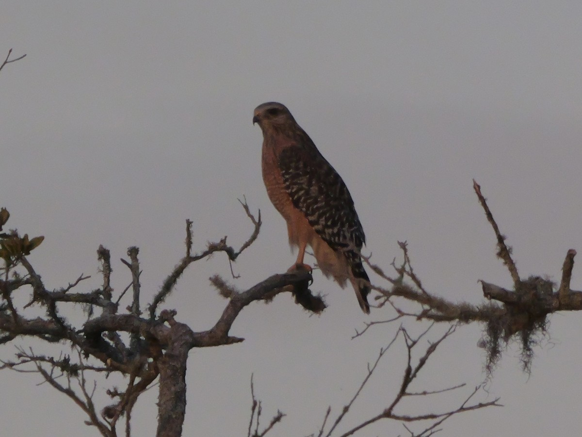 Red-shouldered Hawk - ML644150802