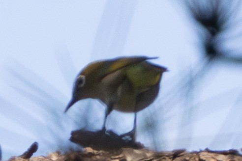 Warbling White-eye - ML644150810