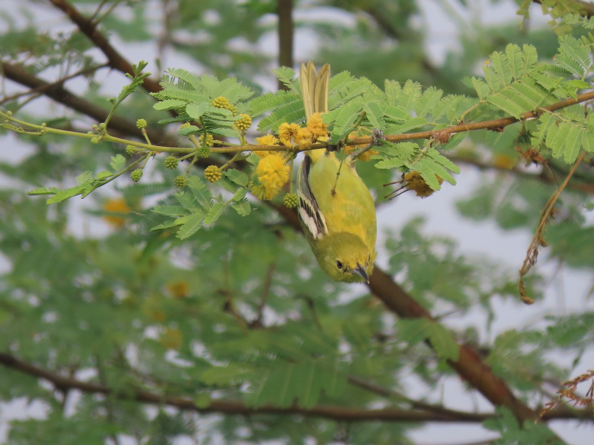 Common Iora - ML644150829