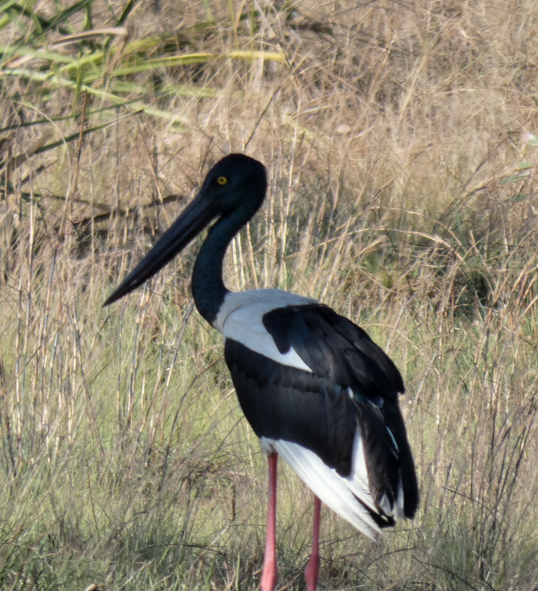 Black-necked Stork - ML644150852