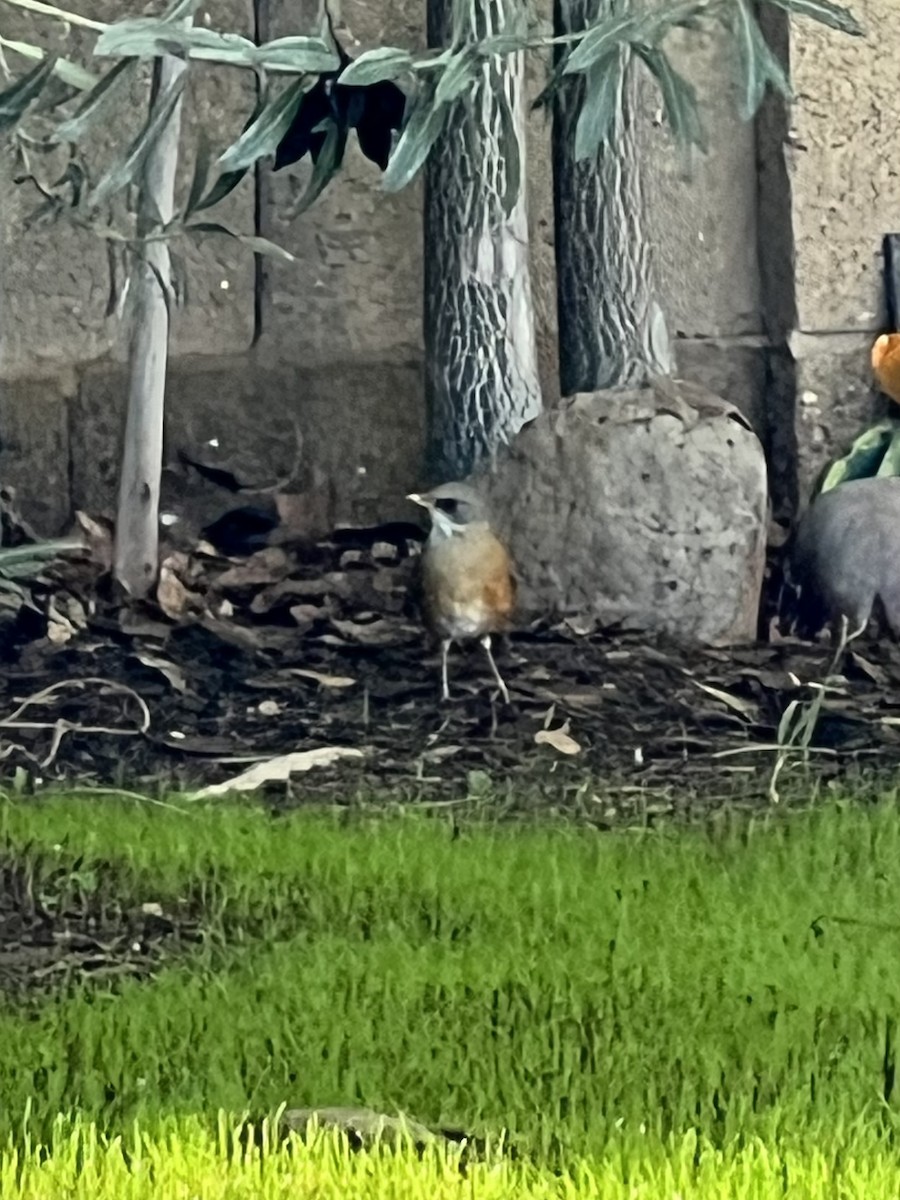 Rufous-backed Robin - ML644150856