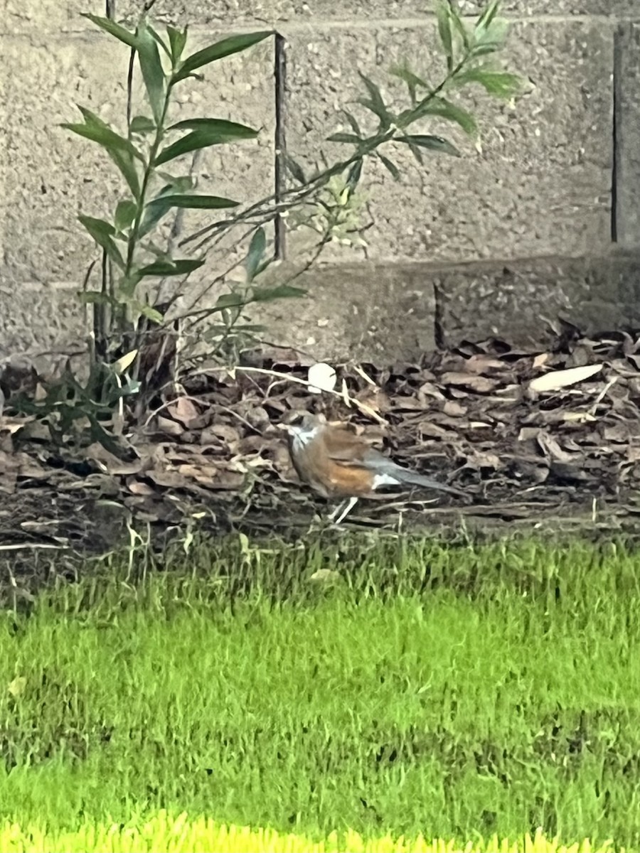 Rufous-backed Robin - ML644150857