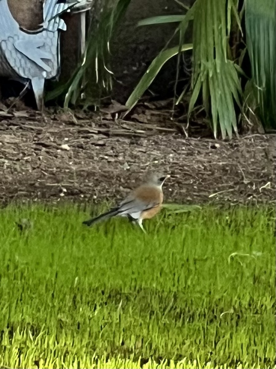 Rufous-backed Robin - ML644150858