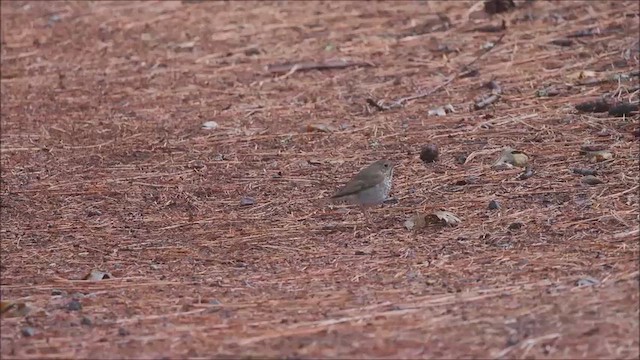 Дрозд-отшельник - ML644150859