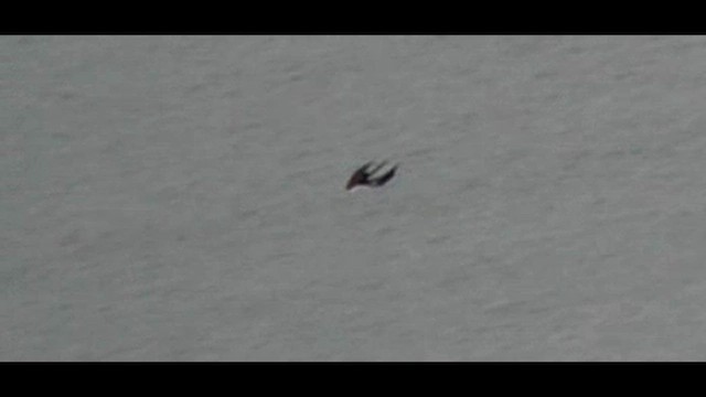 Parasitic Jaeger - ML644150861