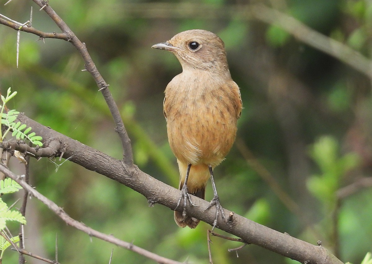 Pied Bushchat - ML644150864