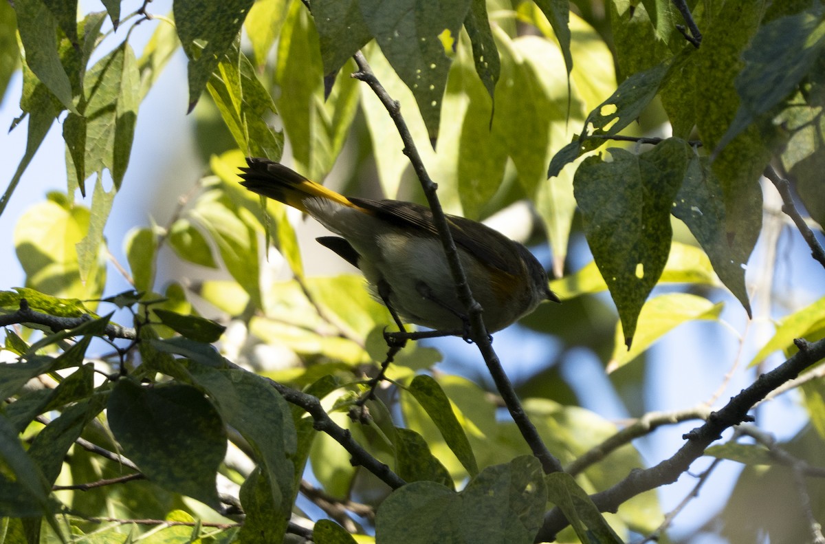 rødstjertparula - ML644150866