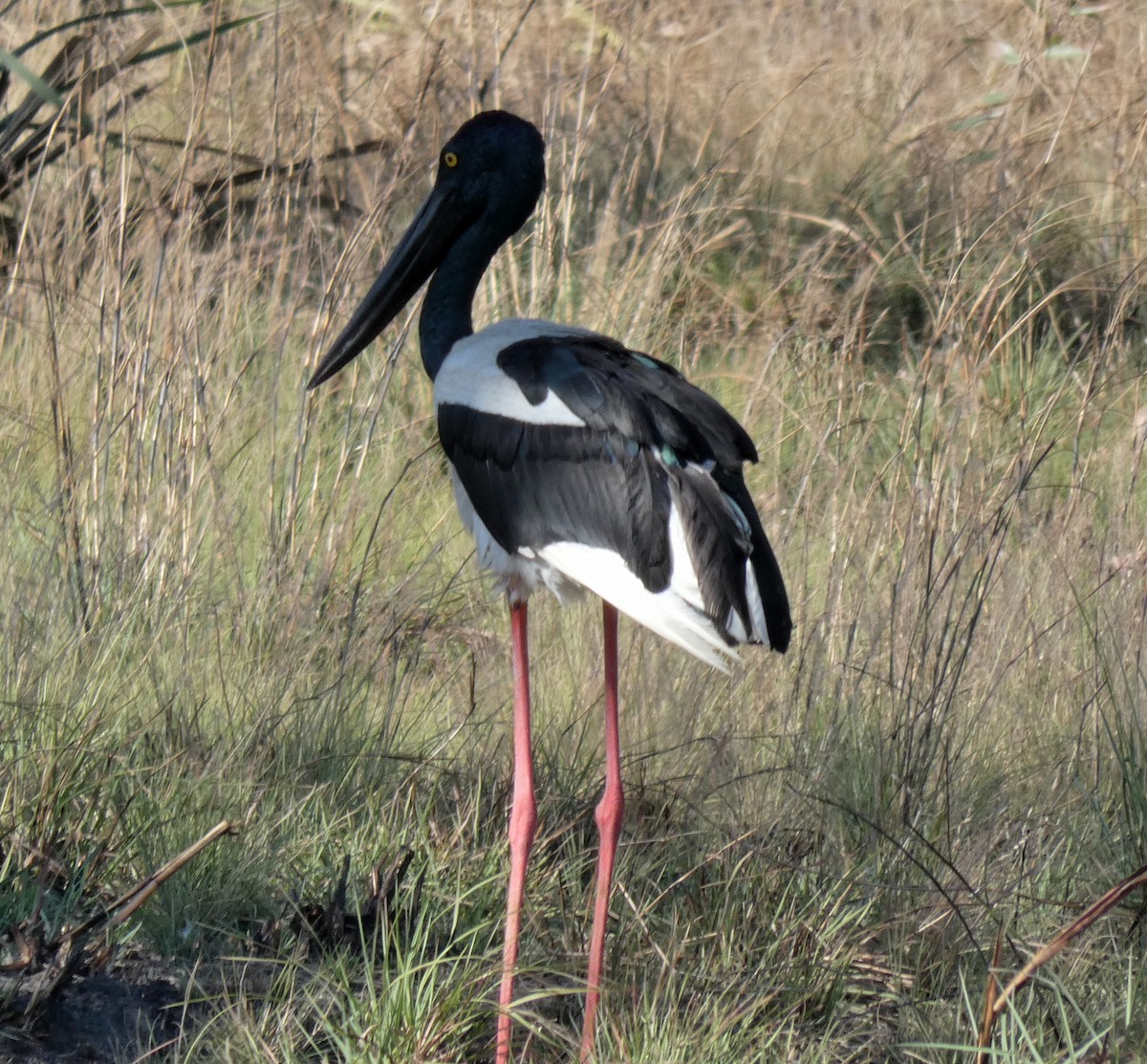 Black-necked Stork - ML644150873