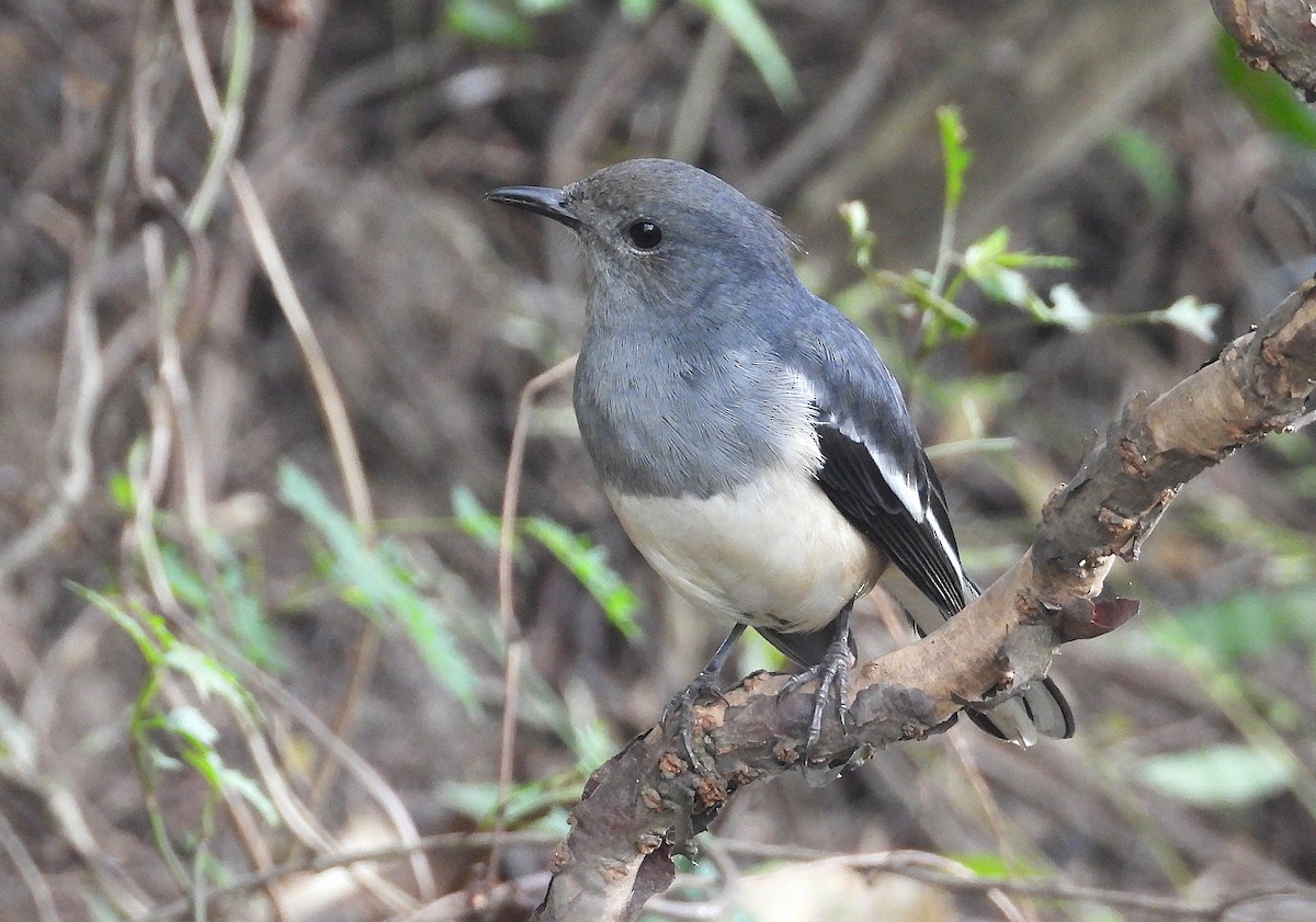 Oriental Magpie-Robin - ML644150875