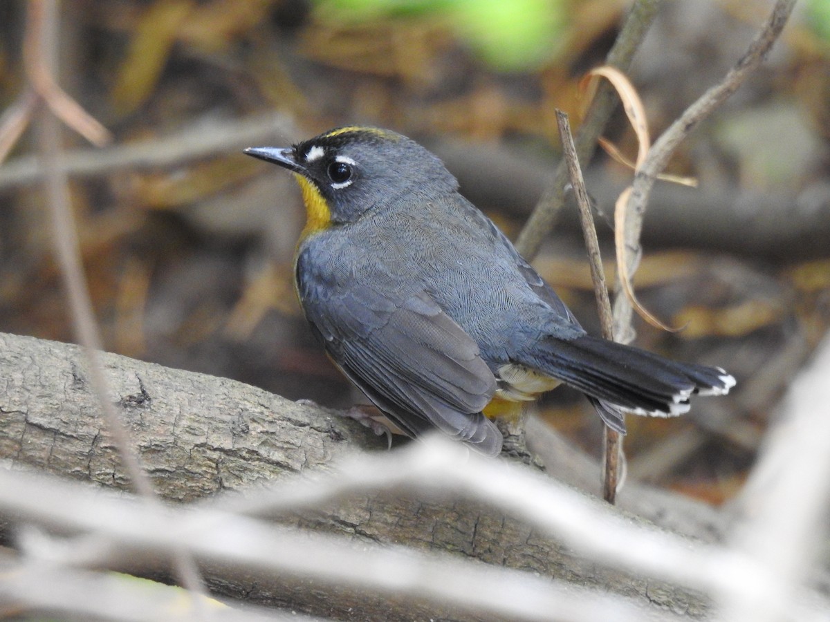 Fan-tailed Warbler - ML644150888