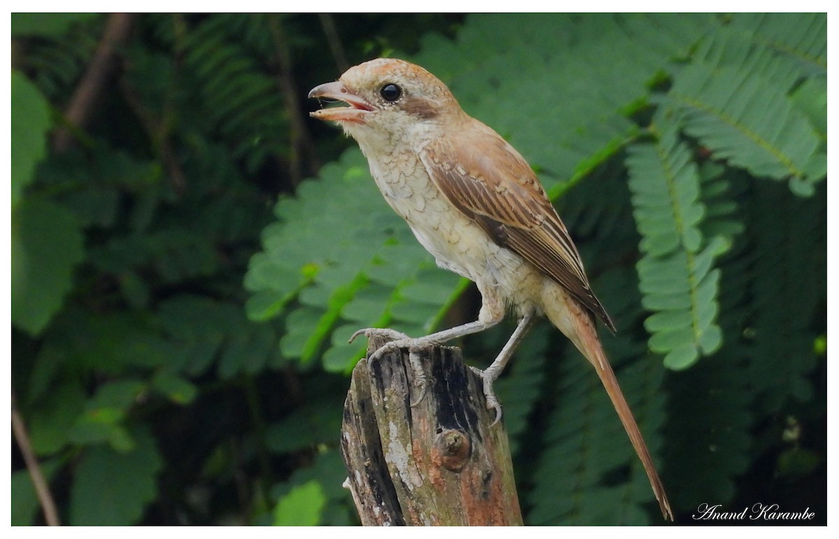 Brown Shrike - ML644150895