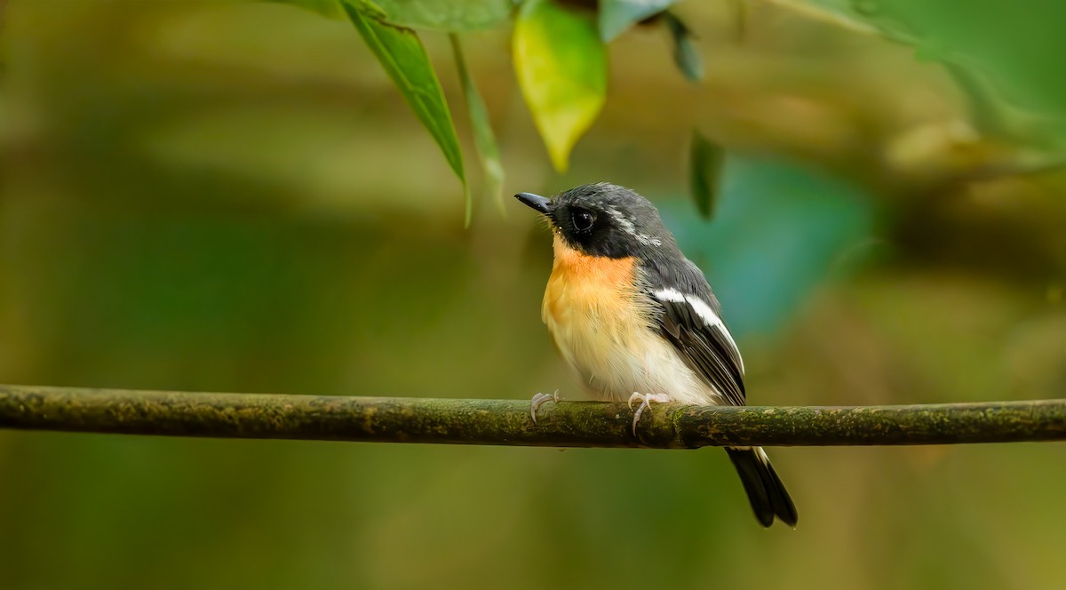 Rufous-chested Flycatcher - ML644150905