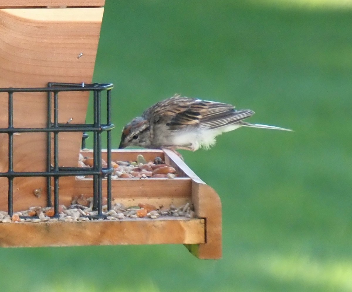 strnádka vrabcovitá - ML644150929