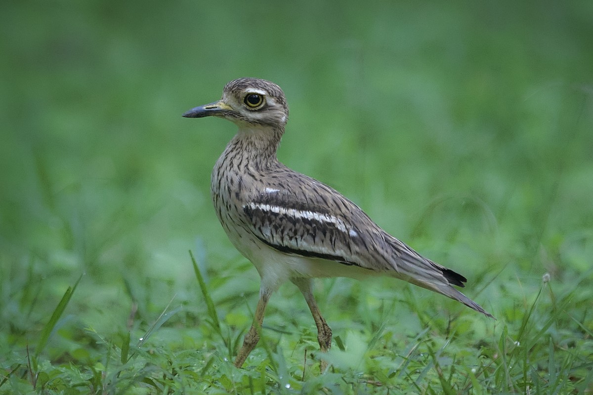 Indian Thick-knee - ML644150930
