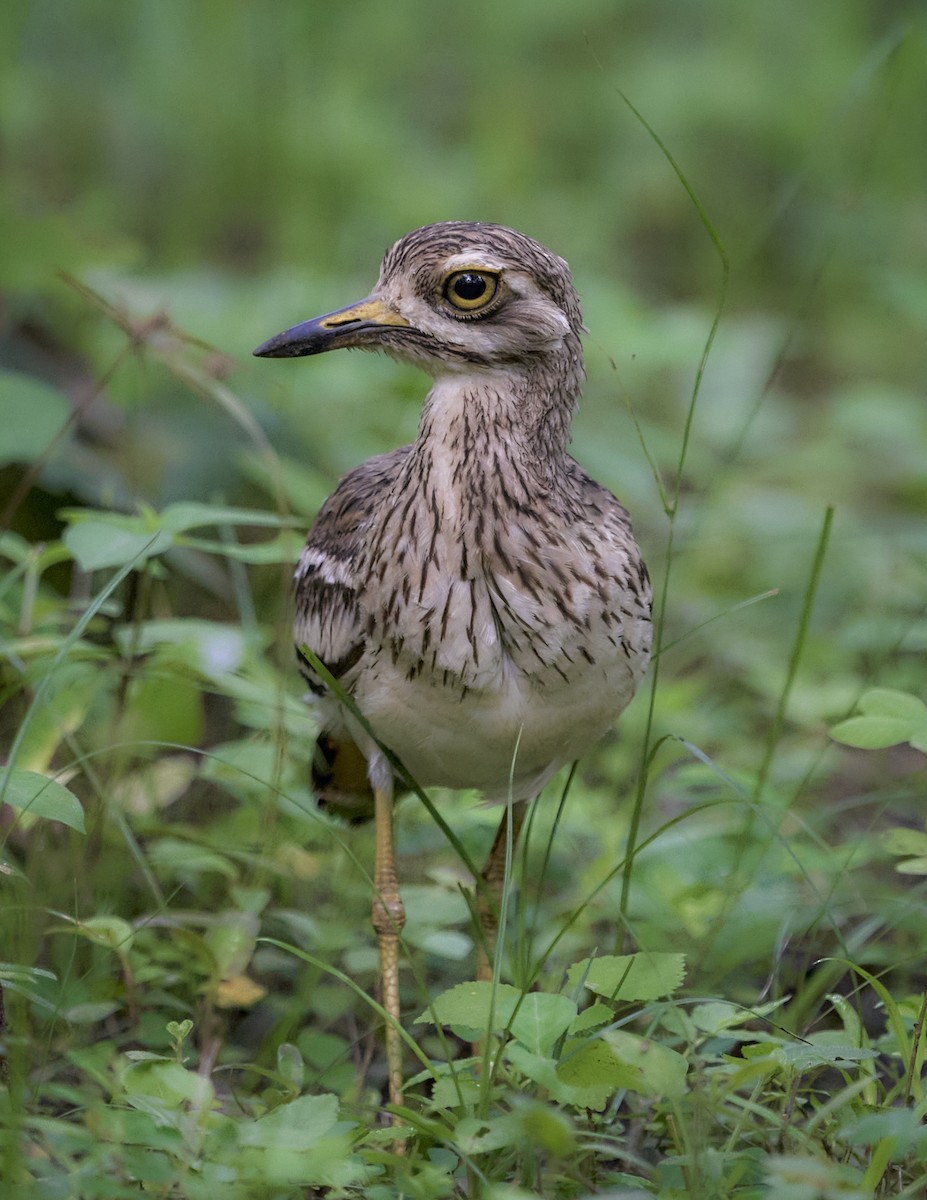Indian Thick-knee - ML644150931