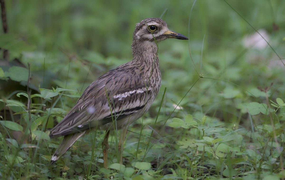 Indian Thick-knee - ML644150932