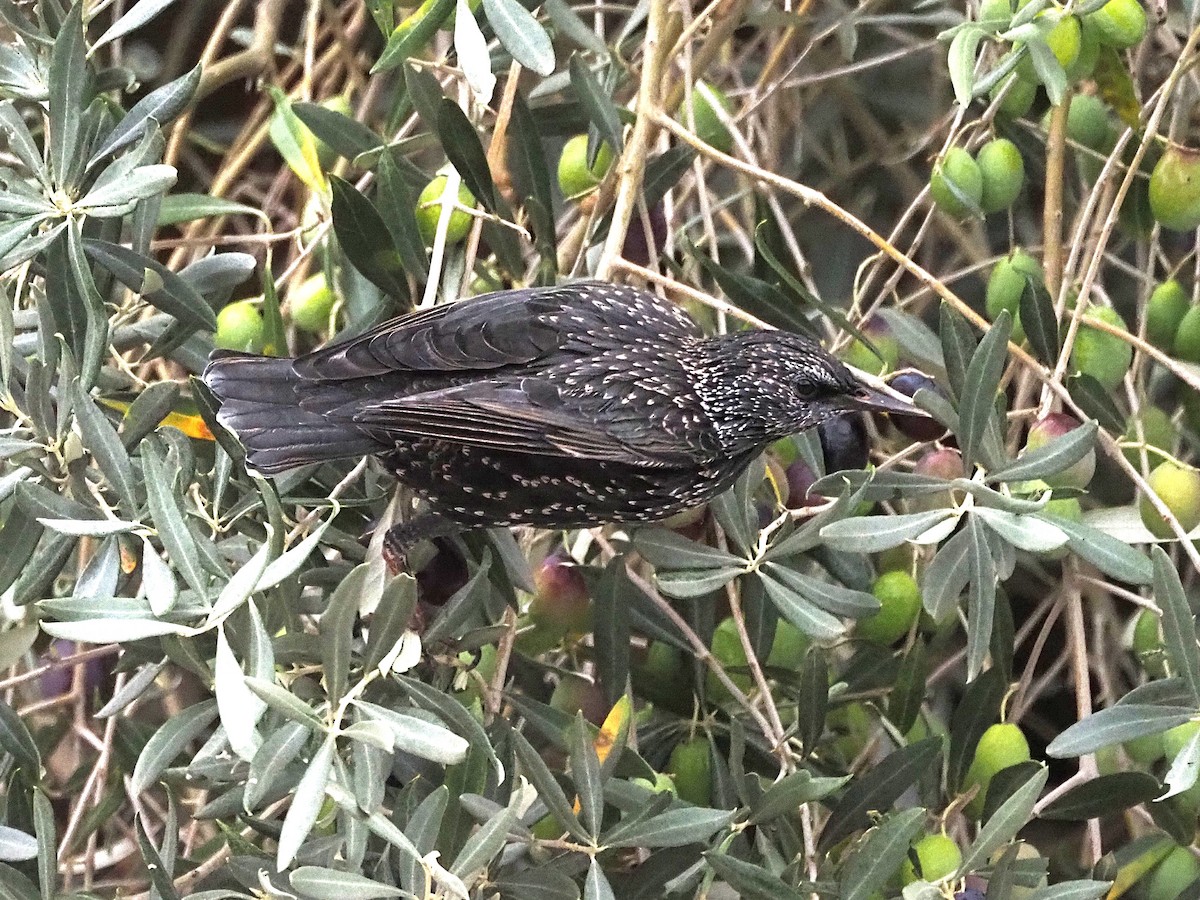 זרזיר שחור - ML644150938