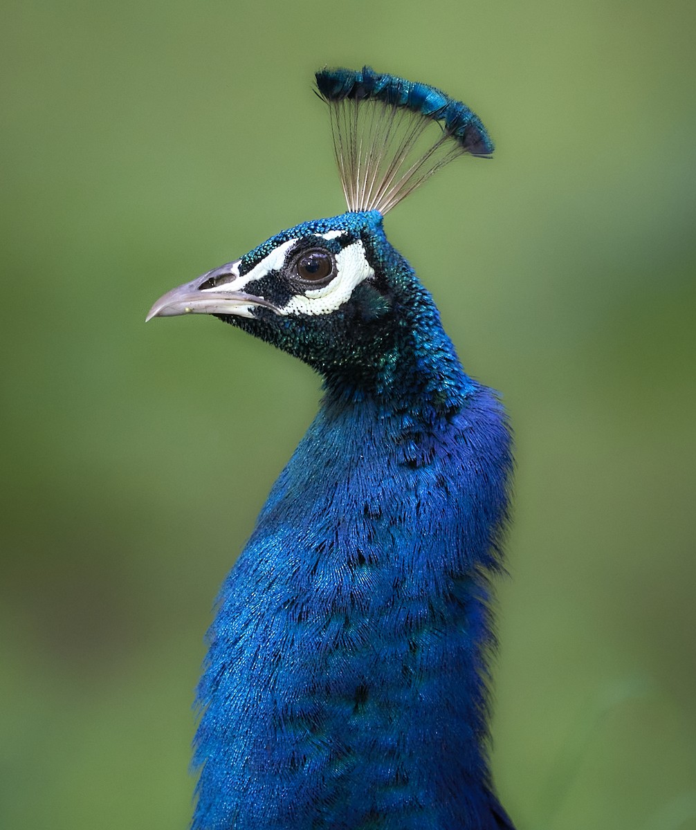 藍孔雀 - ML644150939