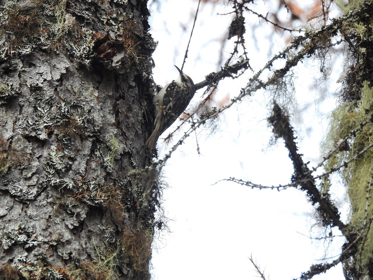 Brown Creeper - ML644150945