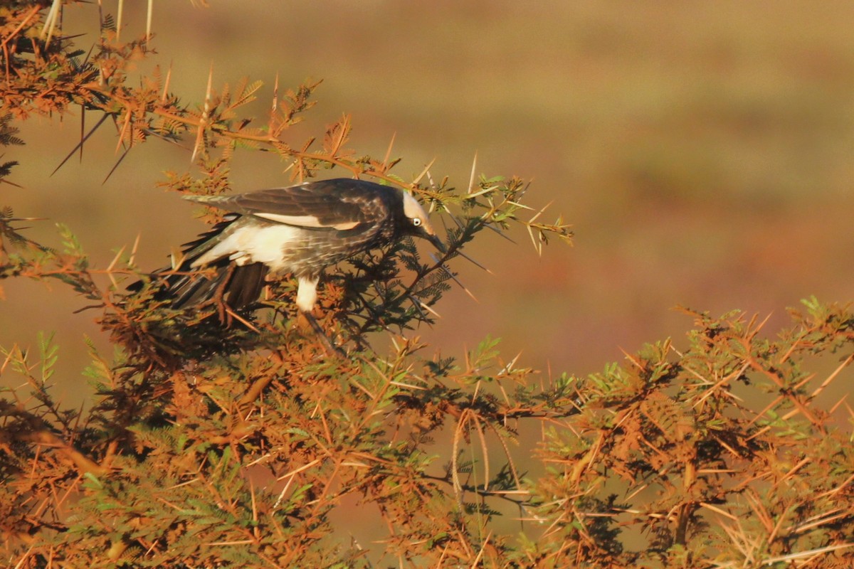 White-crowned Starling - ML644150948