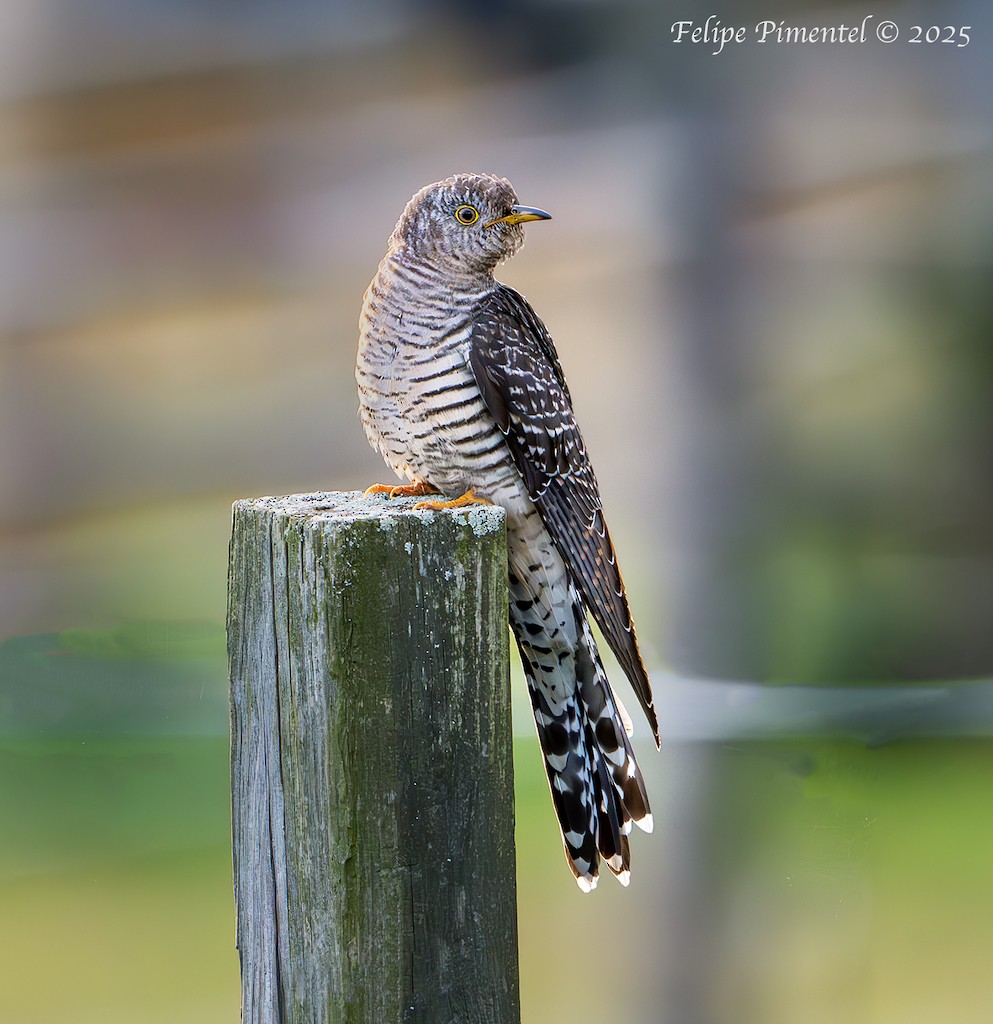 Эгэл хөхөө - ML644150949