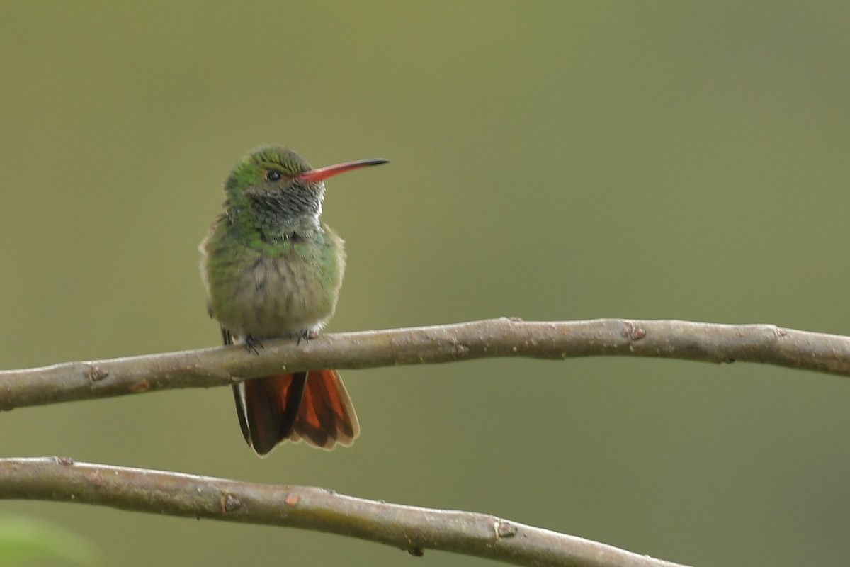 ruststjertkolibri - ML644150979