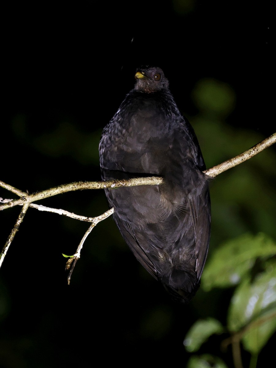 Dusky Megapode - ML644150990