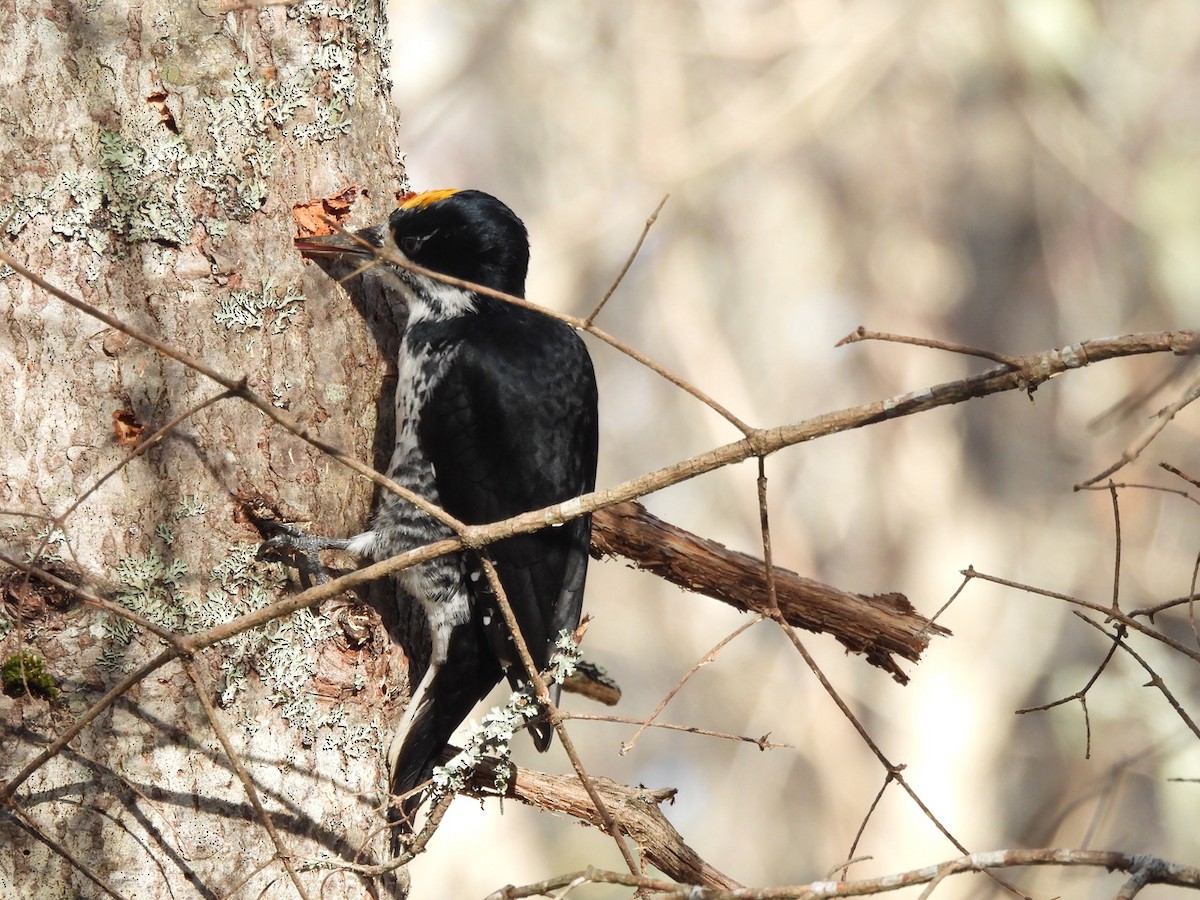 Black-backed Woodpecker - ML644151012