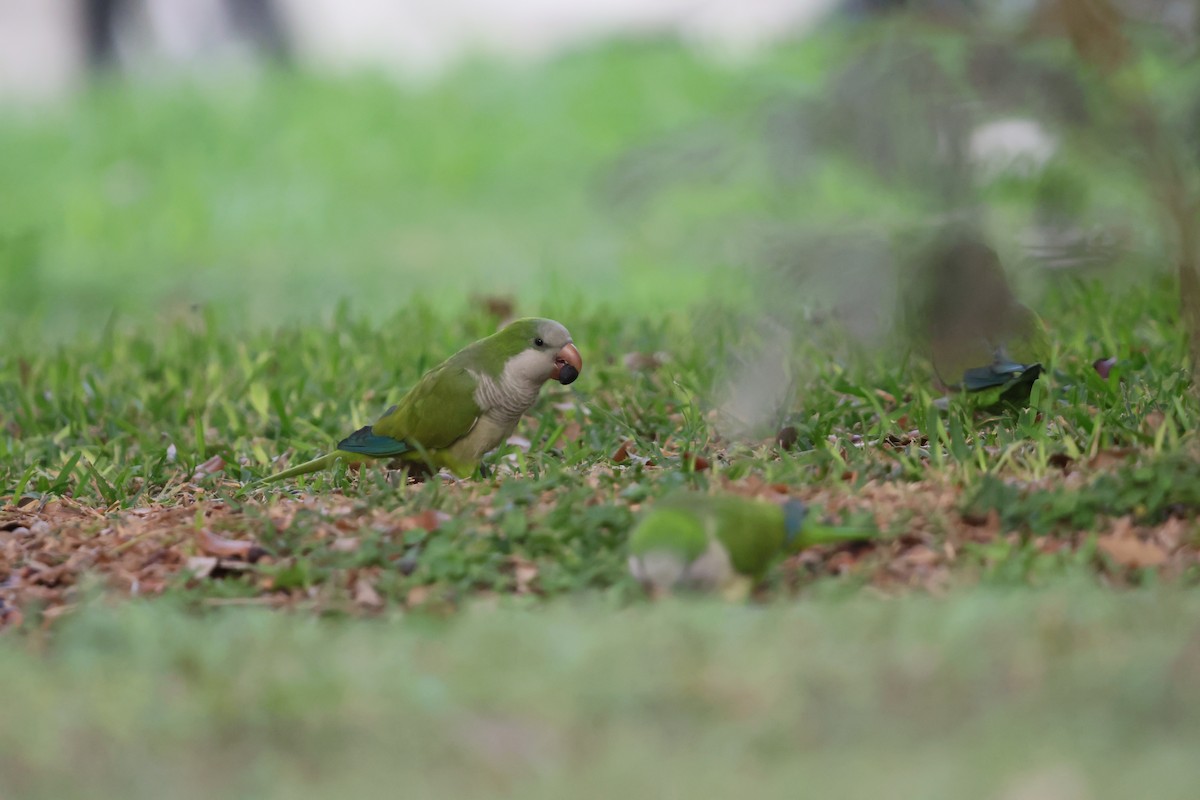 mníšek šedý - ML644151026