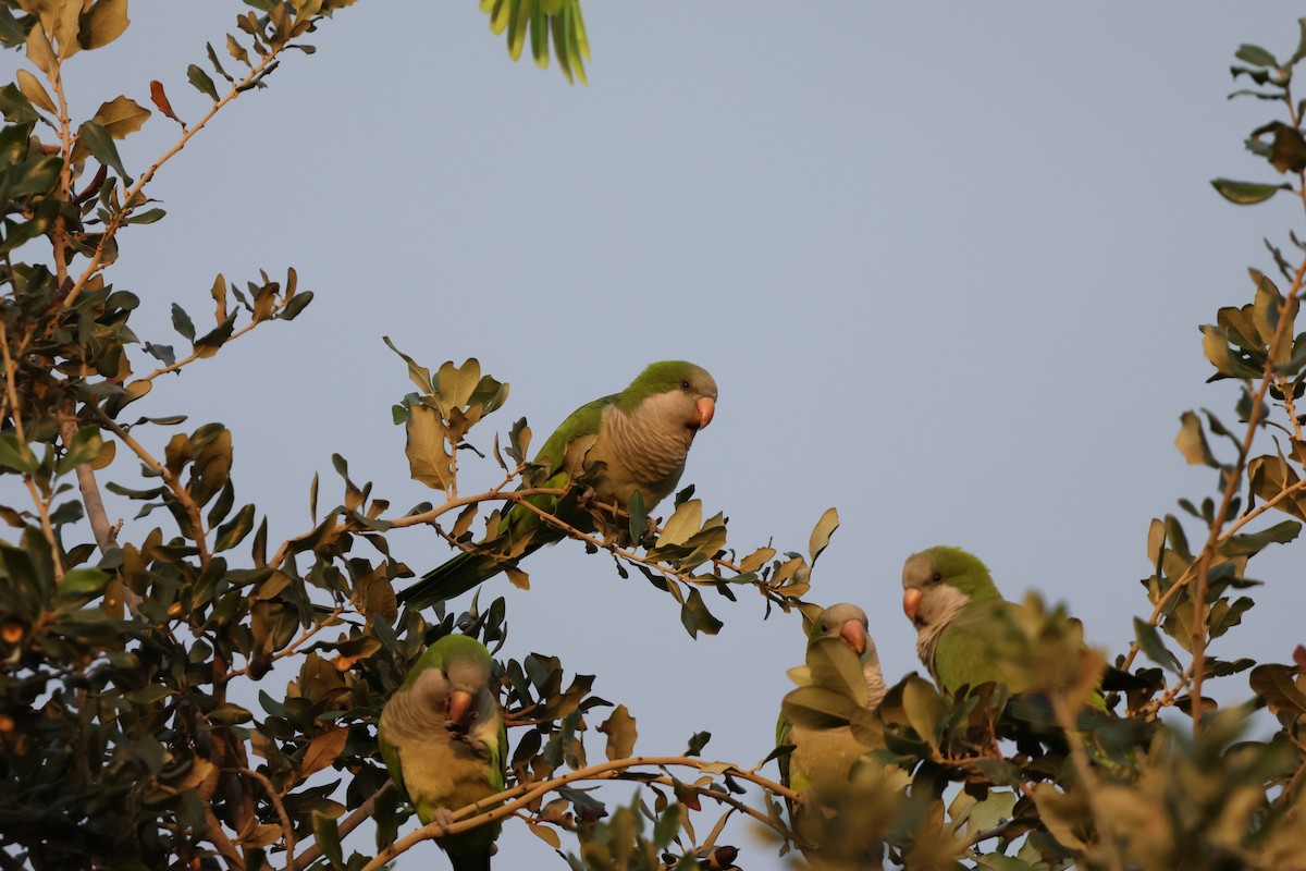 mníšek šedý - ML644151027