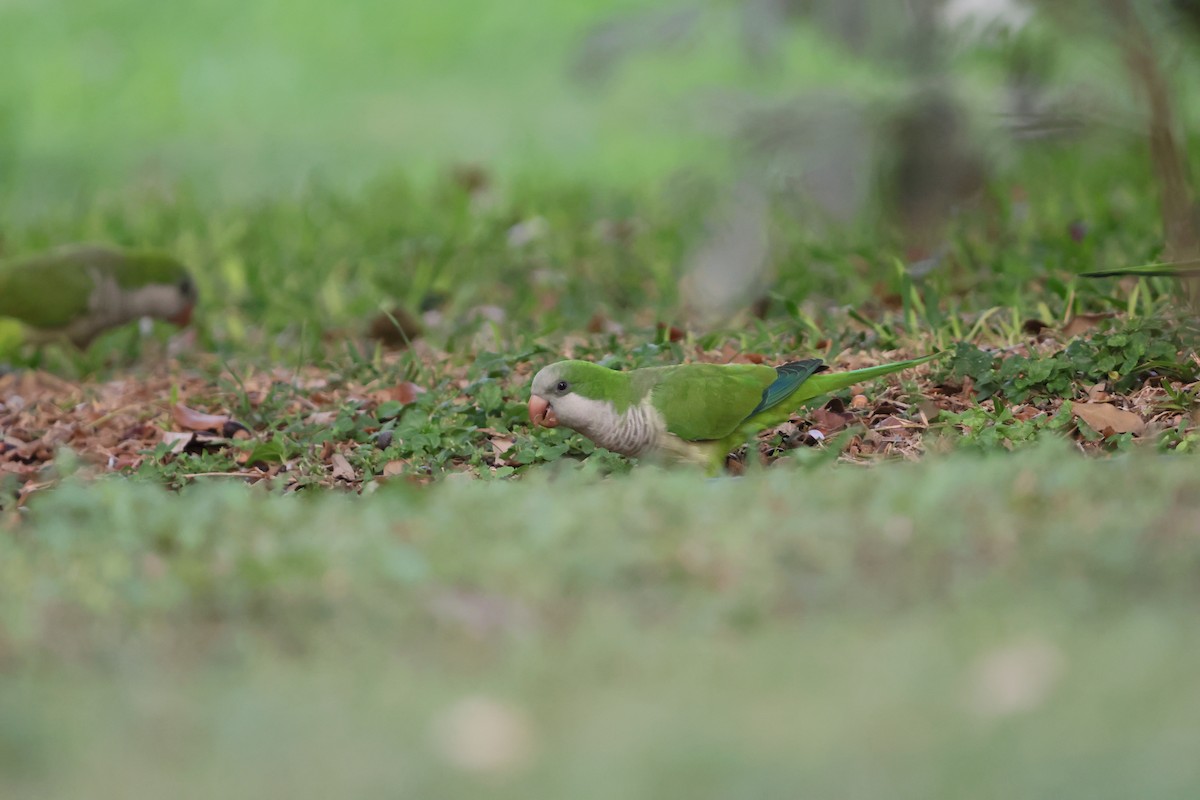 mníšek šedý - ML644151028