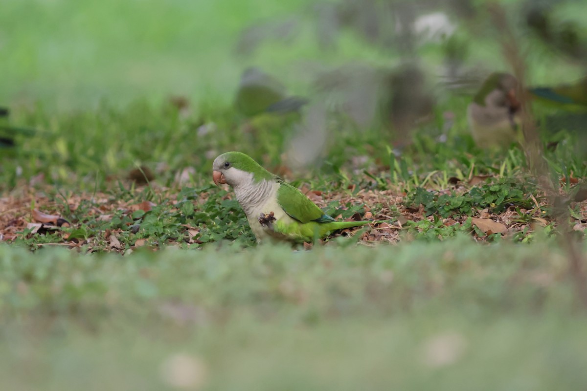 mníšek šedý - ML644151029