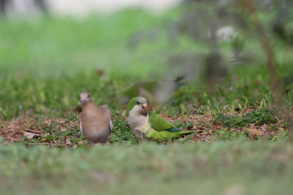 mníšek šedý - ML644151030