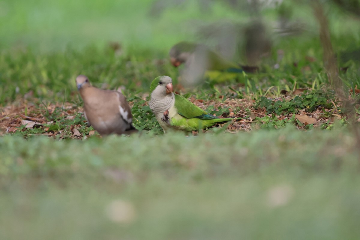 mníšek šedý - ML644151031