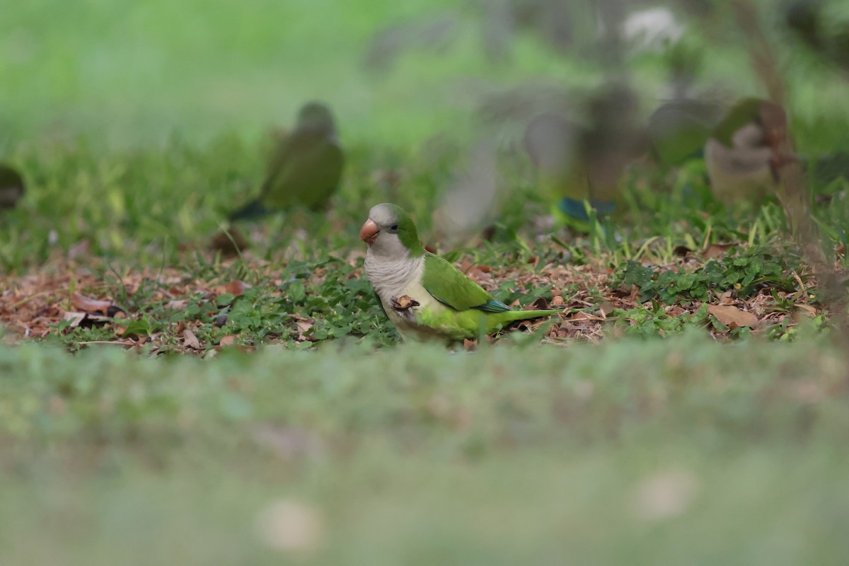 mníšek šedý - ML644151032